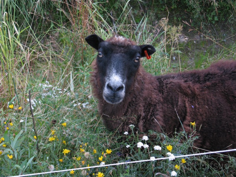 Bennas2010-5346.jpg - Baa baa brown sheep....